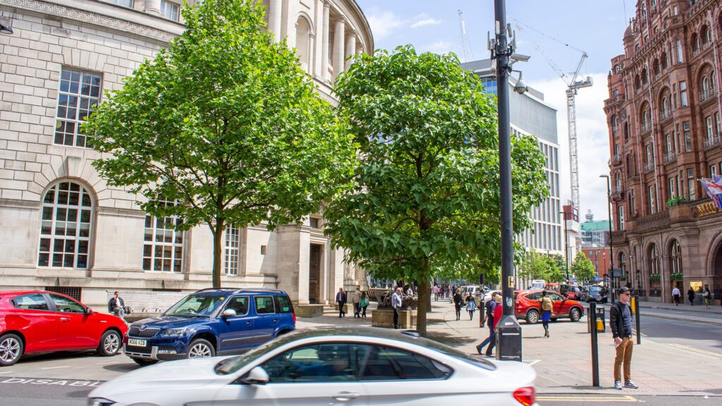 urban trees