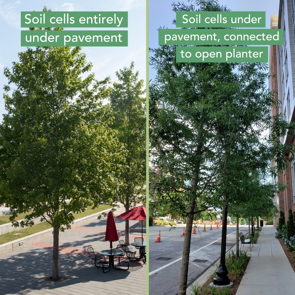 Image showing a tree entirely under pavement vs a tree in a planter next to pavement