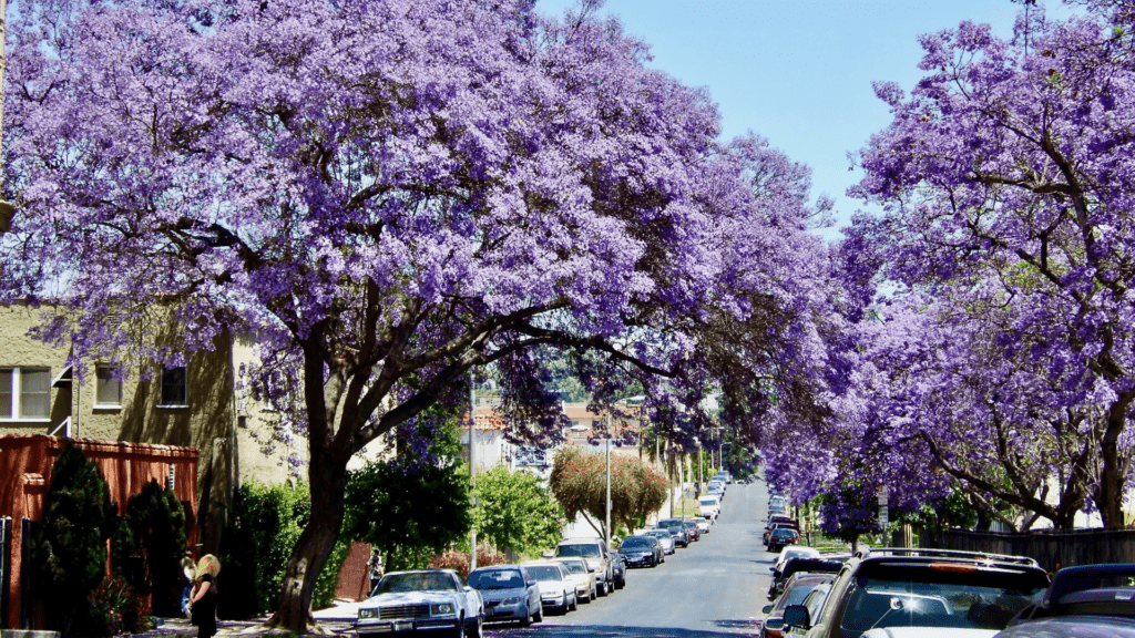 The Blue Jacaranda is the urban tree of the year.